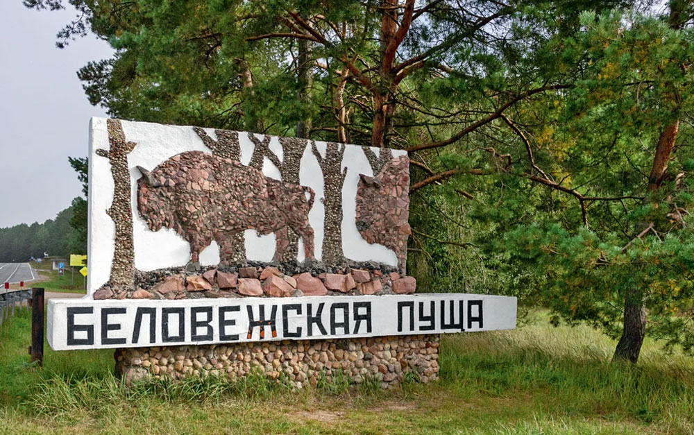 Звериный переход — Сафари на велосипеде по Беловежской пуще 1